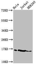 HIST1H3A Antibody