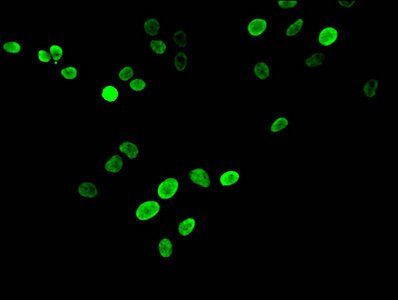 HIST1H3A Antibody