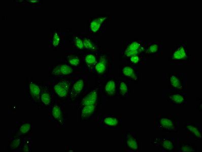 HIST1H3A Antibody