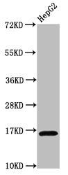 HIST1H3A Antibody