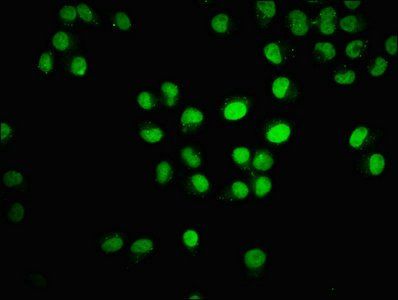 HIST1H3A Antibody
