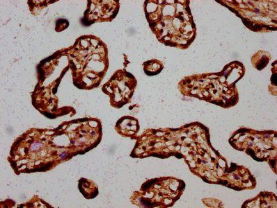 HIST1H3A Antibody