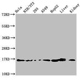 HIST1H3A Antibody