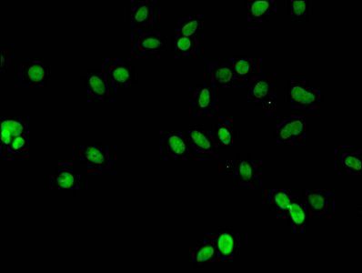 HIST1H3A Antibody