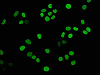 HIST1H3A Antibody