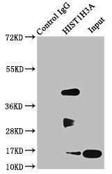 HIST1H3A Antibody
