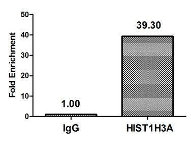 HIST1H3A Antibody