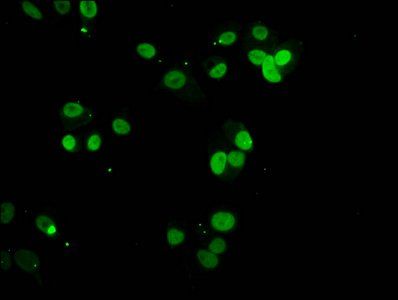 HIST1H3A Antibody