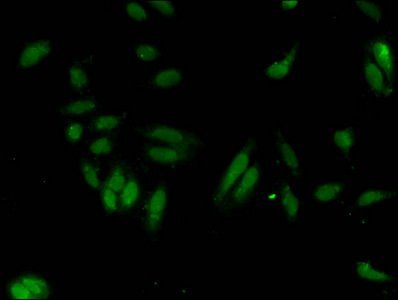 HIST1H3A Antibody