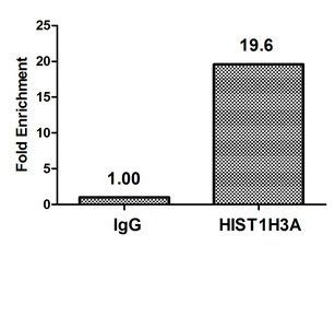 HIST1H3A Antibody