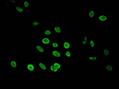 HIST1H3A Antibody