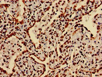 HIST1H3A Antibody