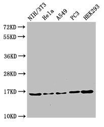 HIST1H3A Antibody