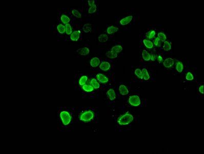 HIST1H3A Antibody