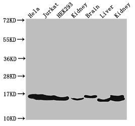 HIST1H3A Antibody