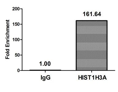 HIST1H3A Antibody