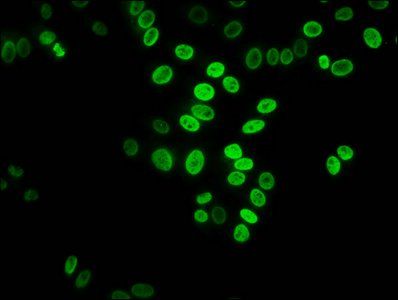 HIST1H3A Antibody