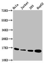 HIST1H3A Antibody