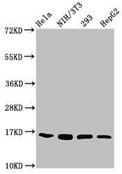 HIST1H3A Antibody