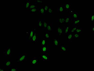 HIST1H3A Antibody