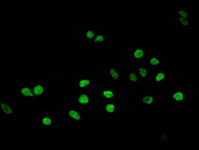 HIST1H3A Antibody