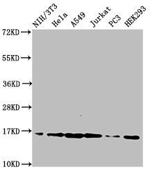 HIST1H3A Antibody