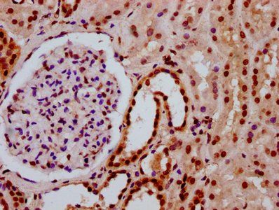 HIST1H3A Antibody