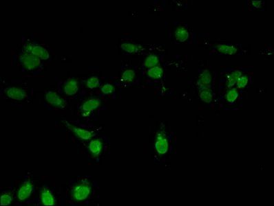 HIST1H3A Antibody