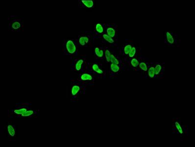 HIST1H3A Antibody