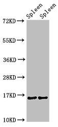HIST1H3A Antibody