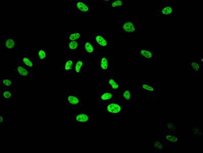 HIST1H3A Antibody