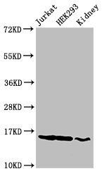 HIST1H3A Antibody