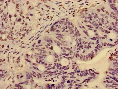 HIST1H3A Antibody