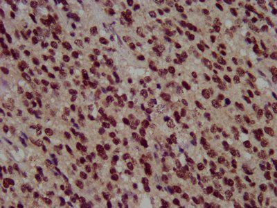 HIST1H3A Antibody