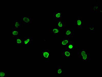 HIST1H3A Antibody