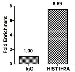 HIST1H3A Antibody