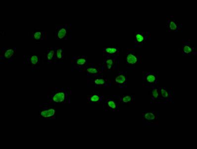 HIST1H3A Antibody
