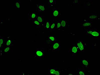 HIST1H3A Antibody