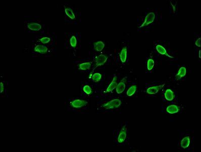 HIST1H3A Antibody