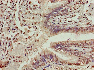 HIST1H3A Antibody