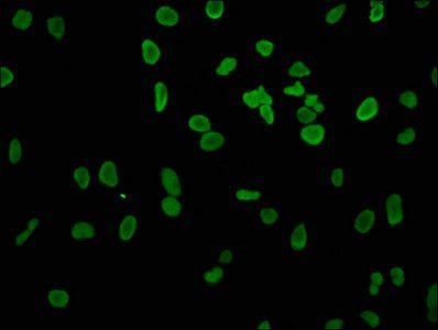 HIST1H3A Antibody