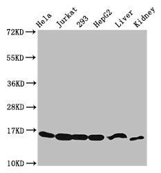 HIST1H3A Antibody