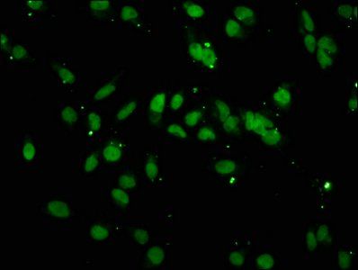 HIST1H3A Antibody