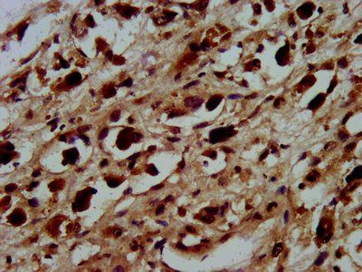 HIST1H3A Antibody