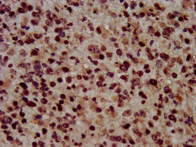 HIST1H3A Antibody