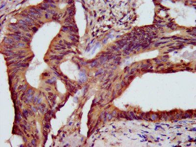 HIST1H3A Antibody