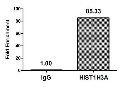 HIST1H3A Antibody