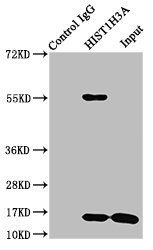 HIST1H3A Antibody