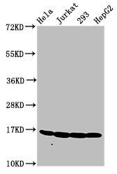 HIST1H3A Antibody