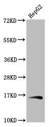 HIST1H3A Antibody